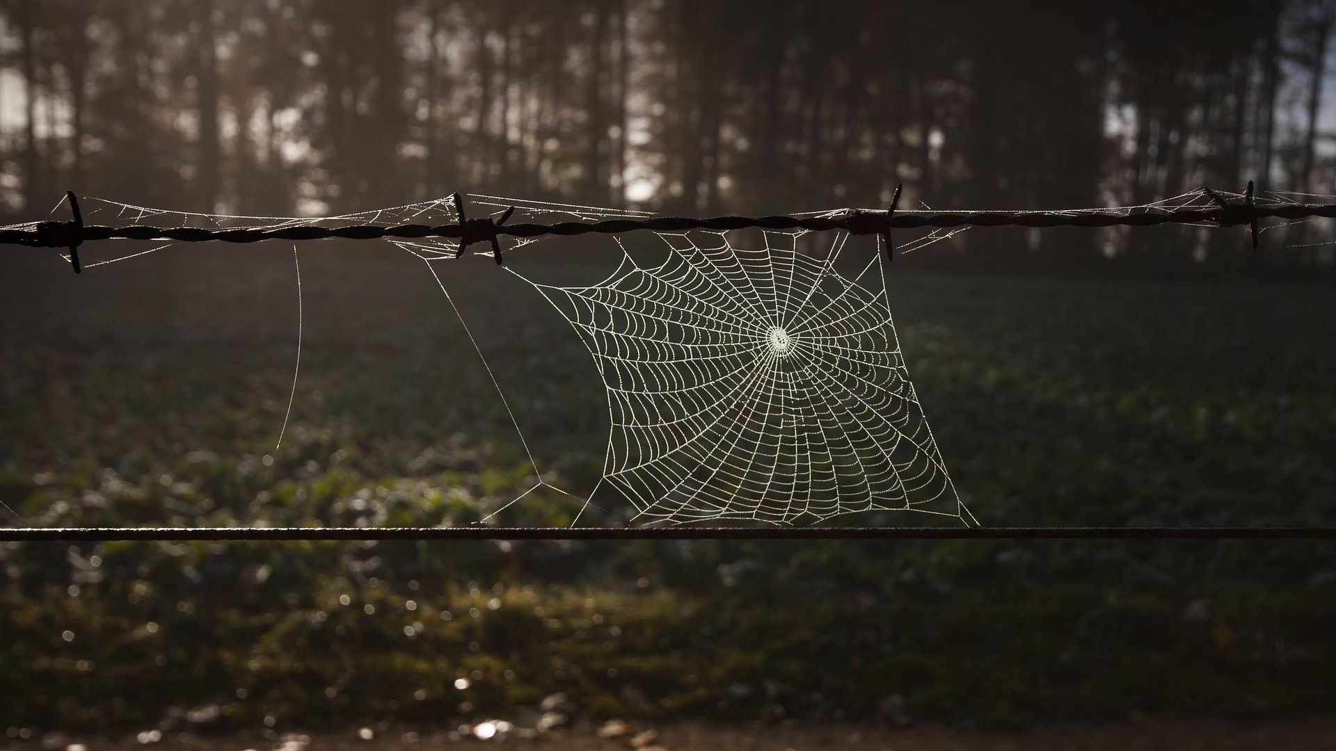 Barbed wire with a spiderweb