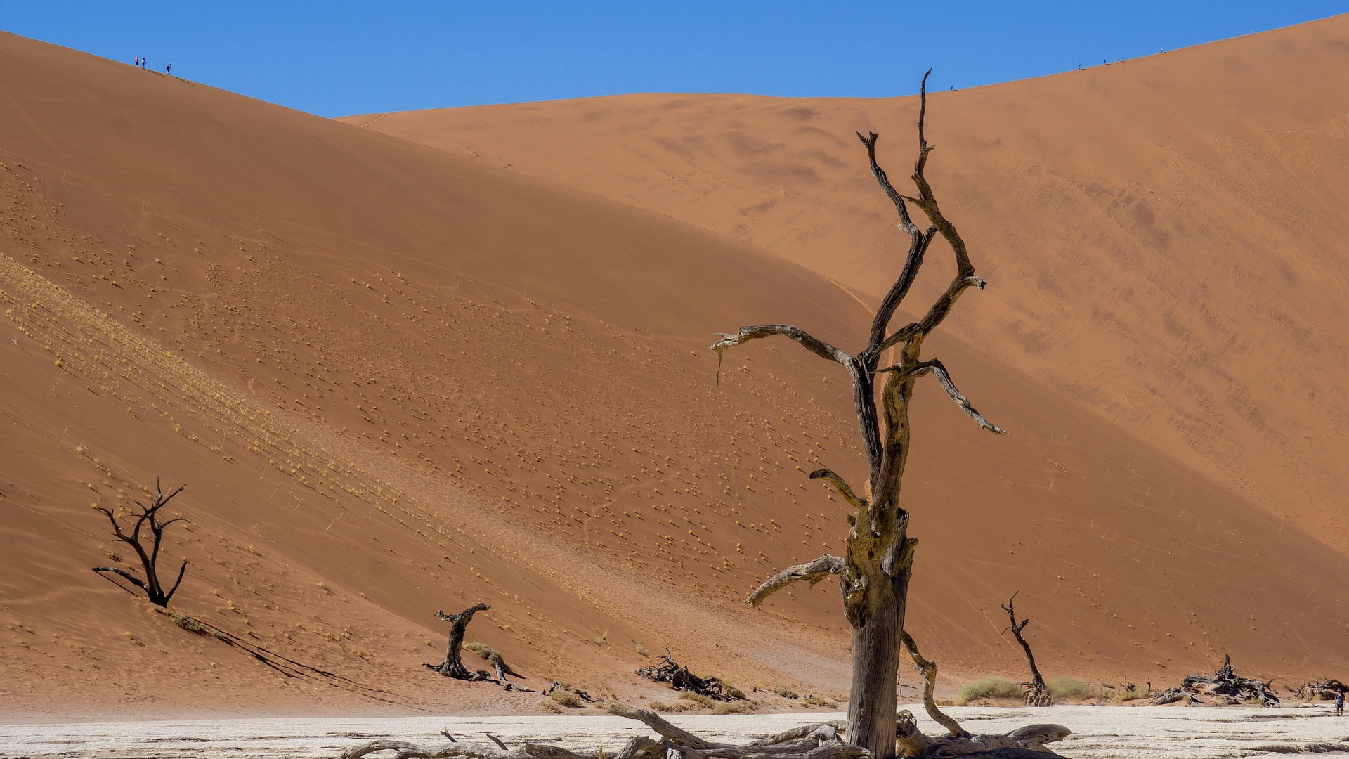 A dead tree in the desert