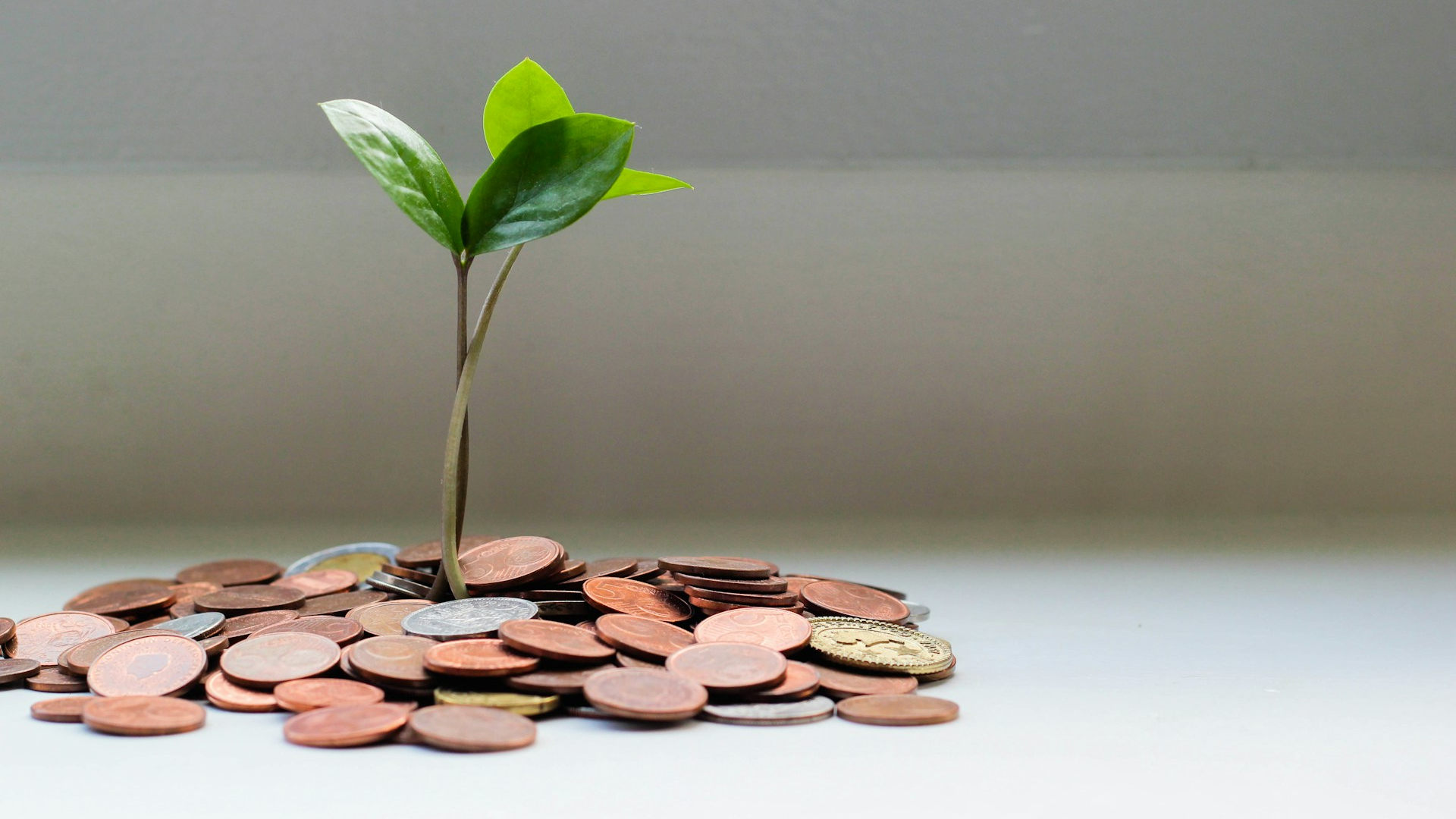 A plant growing in a pile of coins