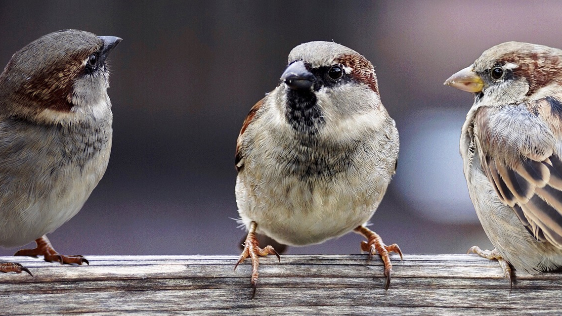 sparrows-2759978_1920