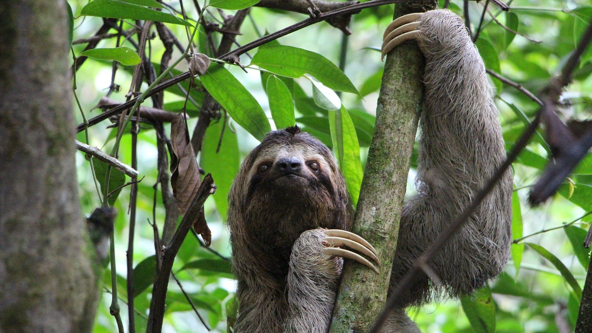 sloth-2759724_1920