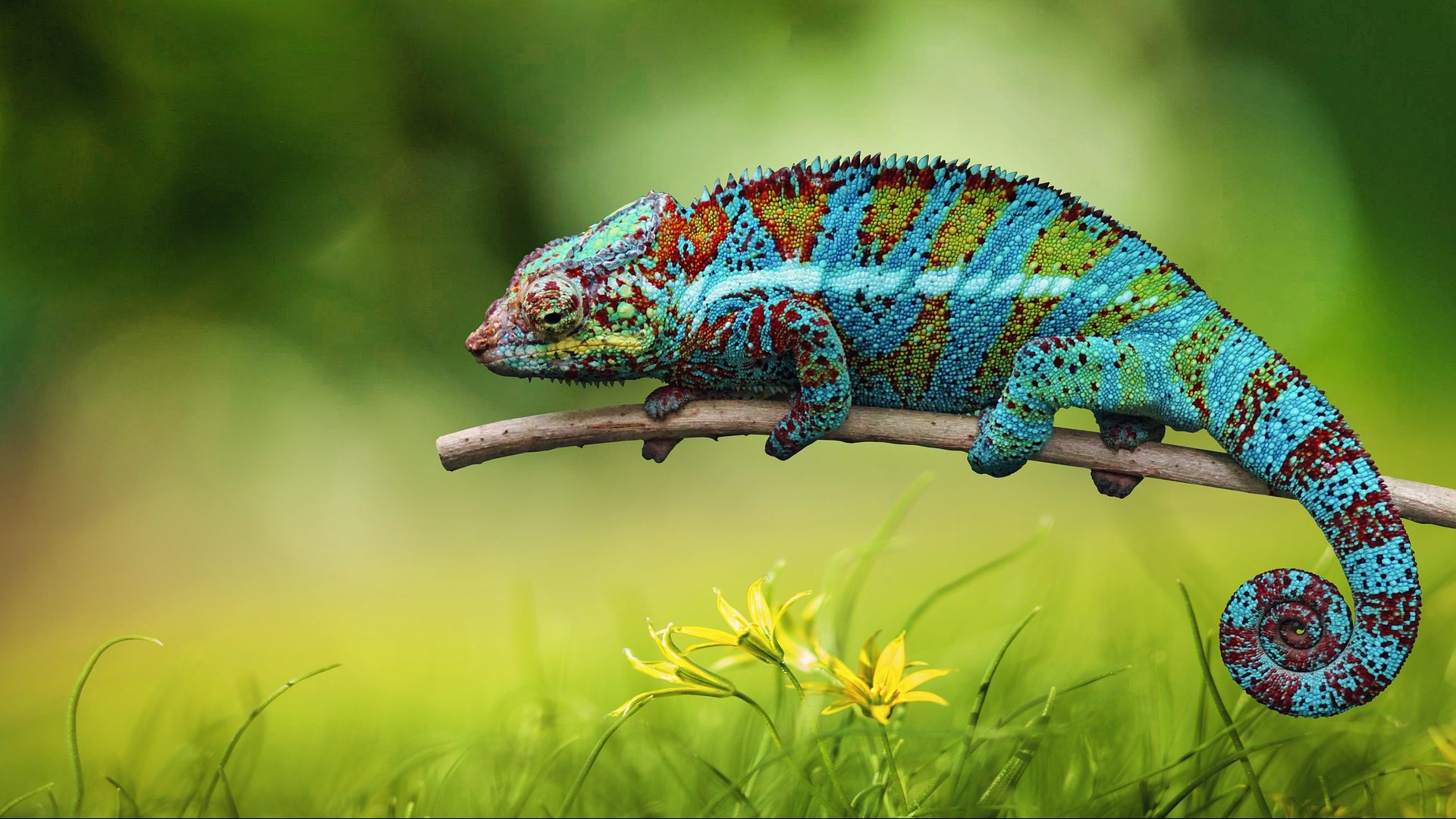 chameleon-6159370_1920