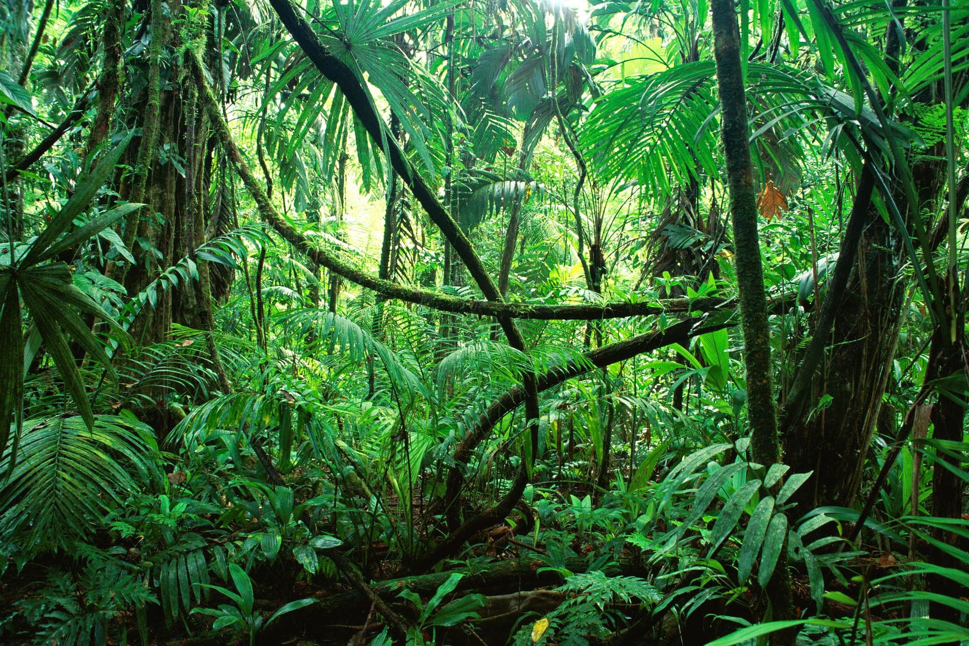 picture of a jungle