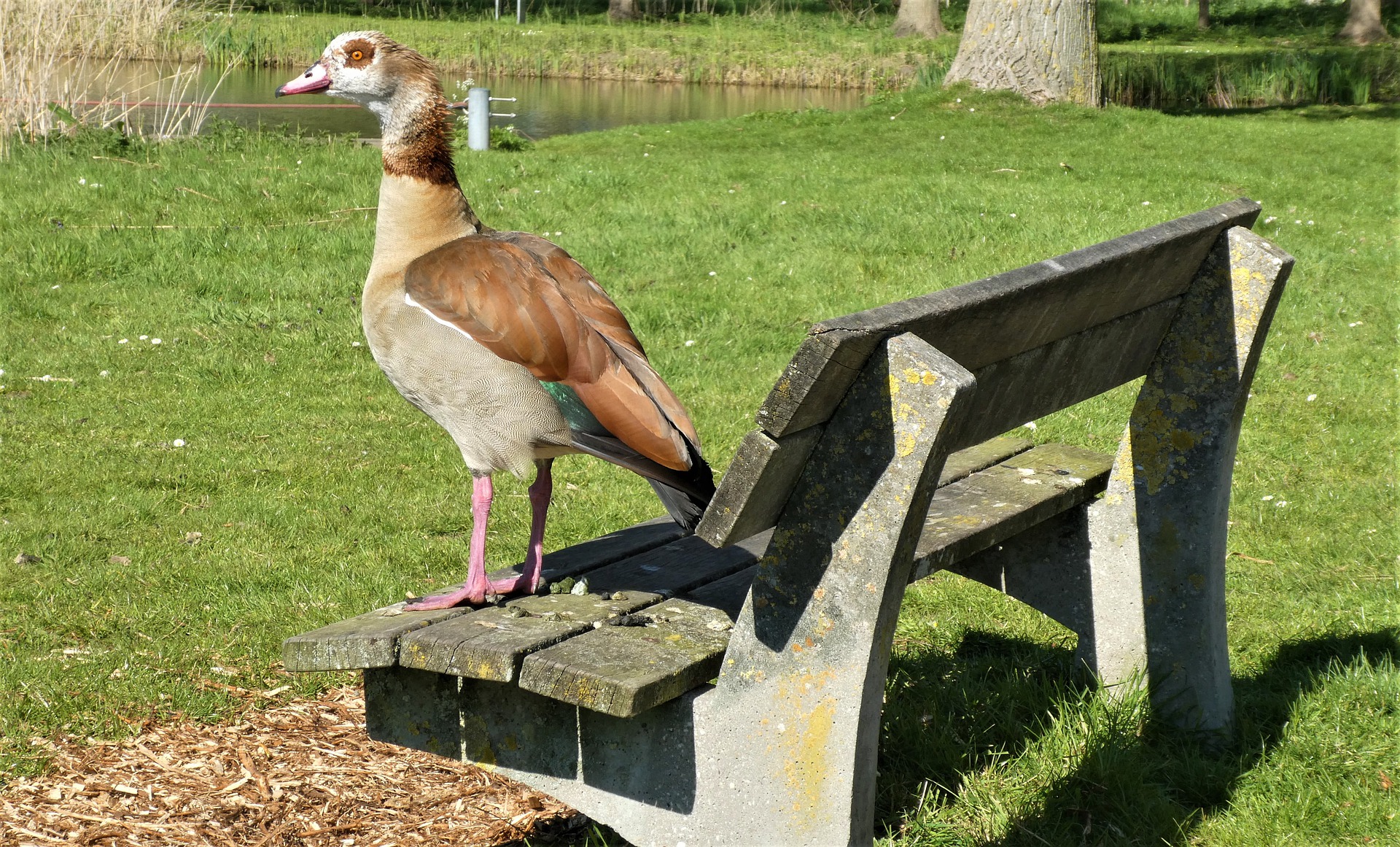 egyptian-goose-7159820_1920