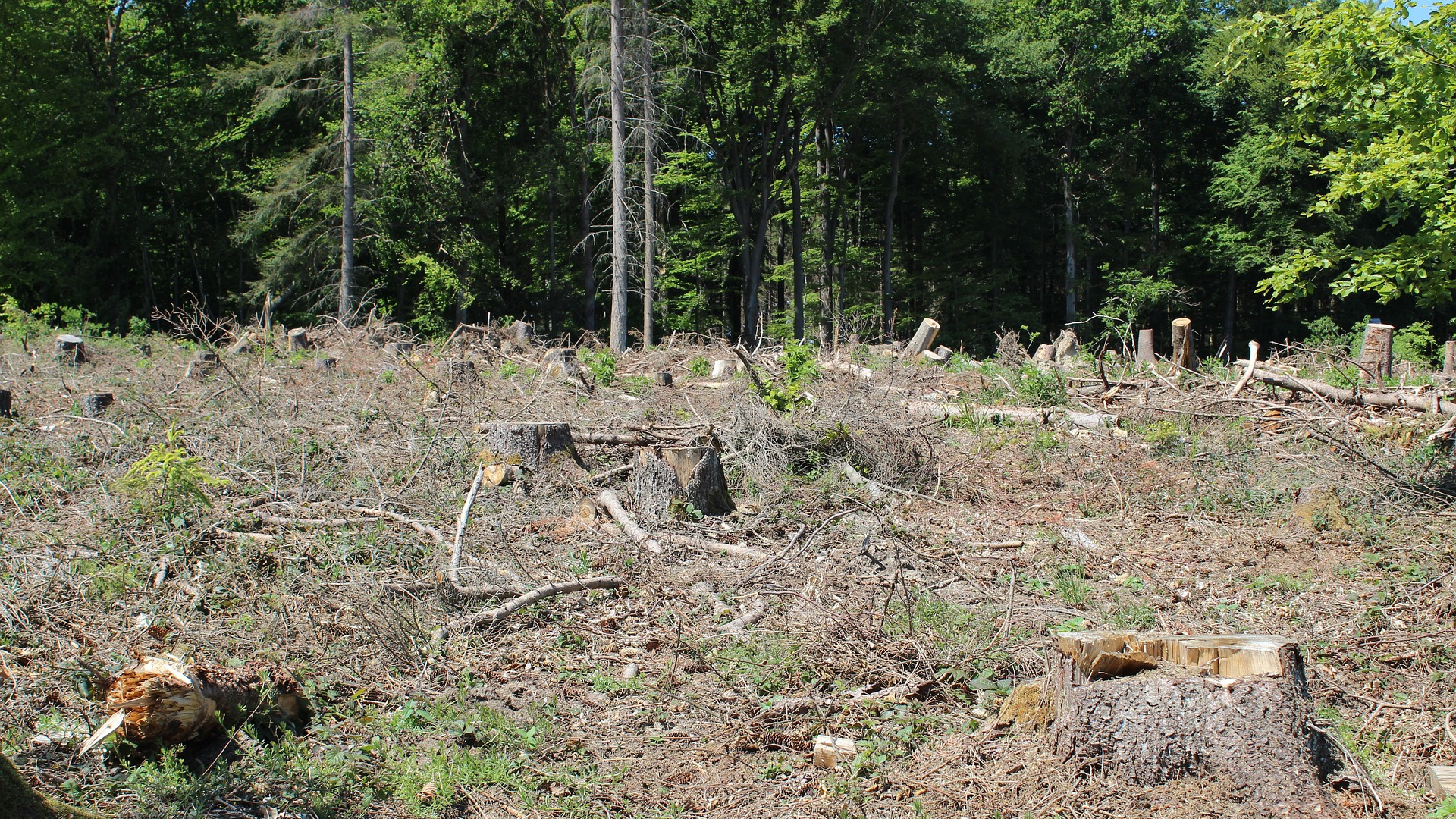 wide-forest