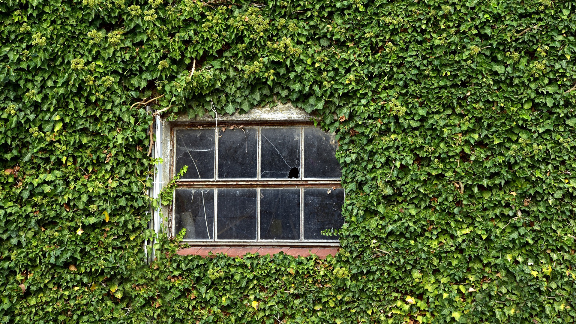 wide-window-vines