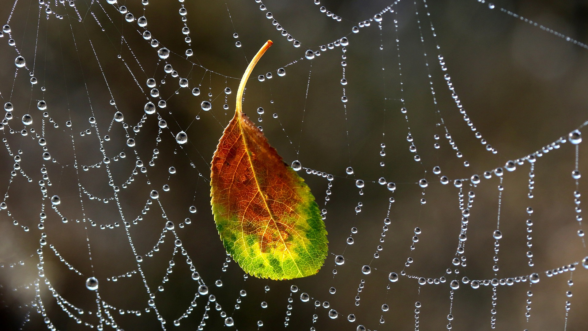 wide-spiderweb