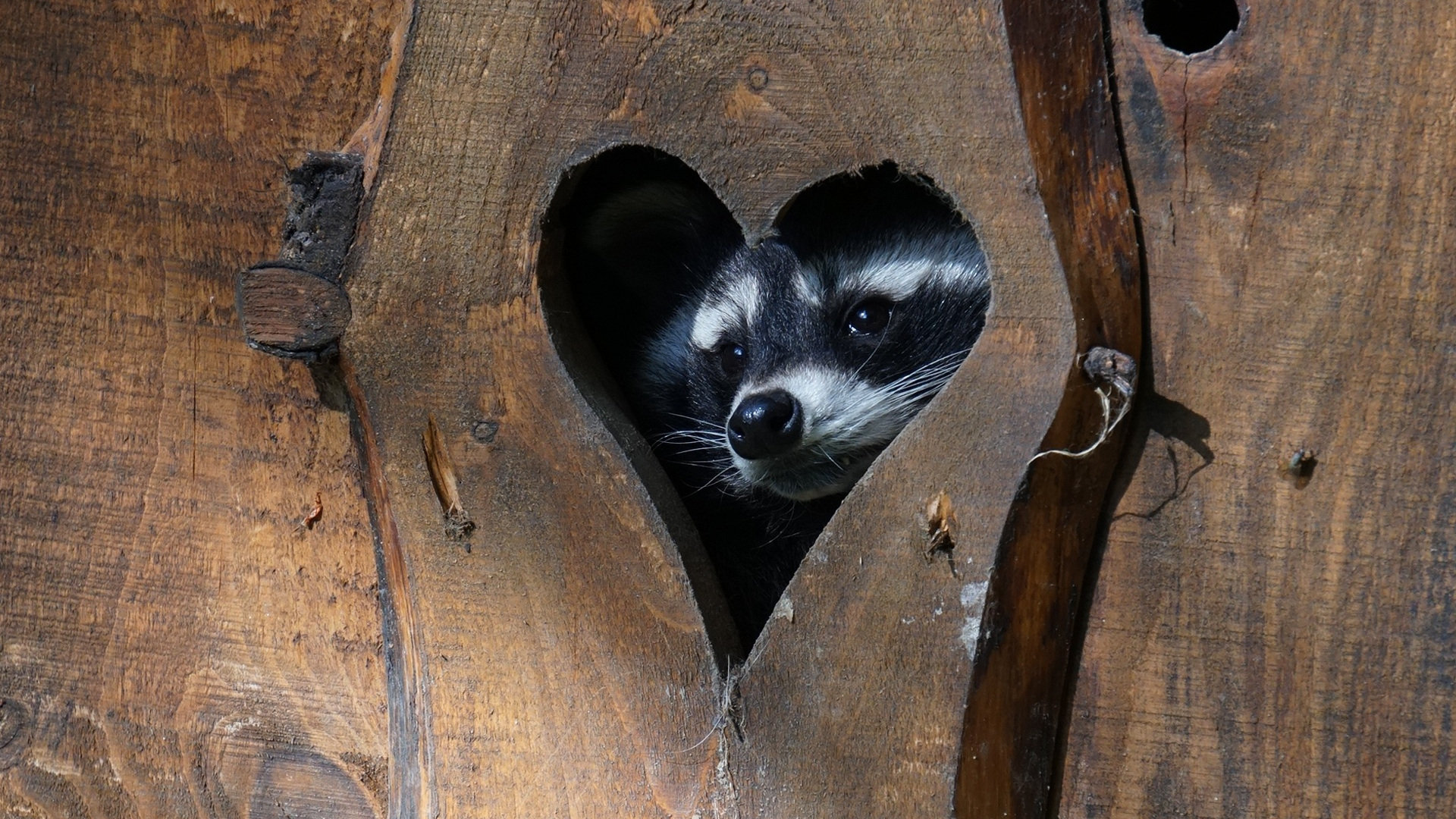 wide-heart-raccoon