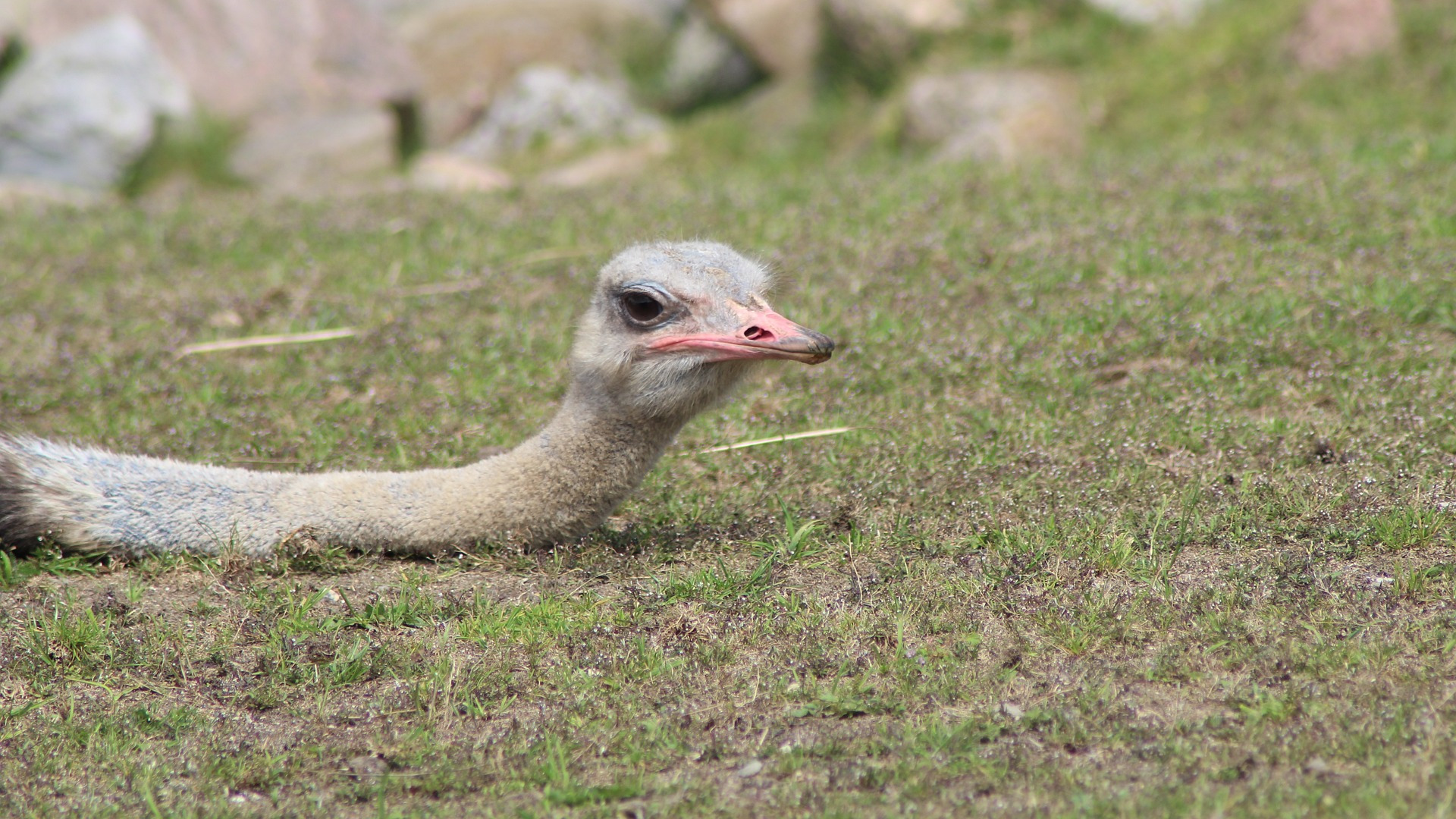 wide-ostrich